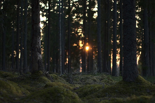 Forest sunset